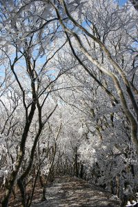 12月26日三峰山 (88)