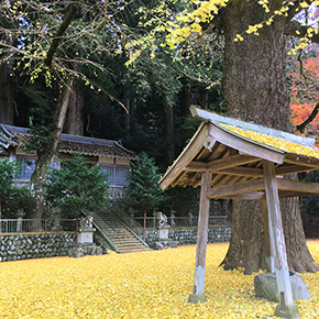 春日神社（土屋原）　ラッパイチョウ