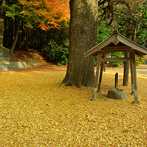 春日神社らっぱいちょう