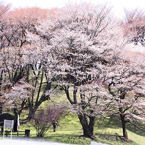 丸山公園(まるやまこうえん) ヤマザクラ