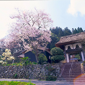 安能寺(あんのうじ) エドヒガンザクラ