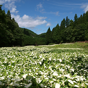 岡田の谷の半夏生園